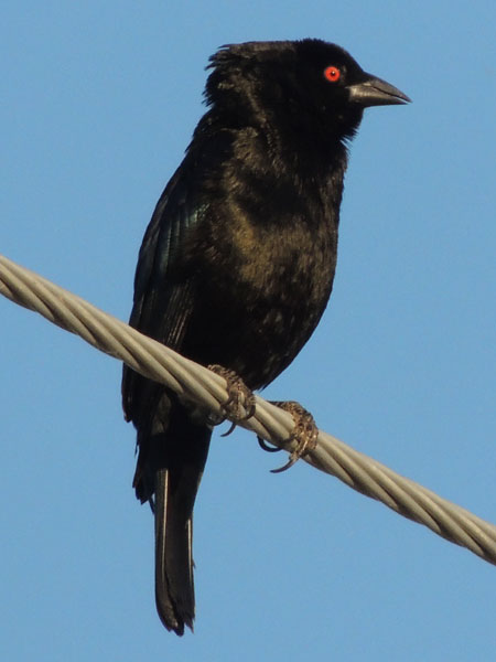 Bronzed Cowbird, Molothrus aeneus, photo © by Michael Plagens