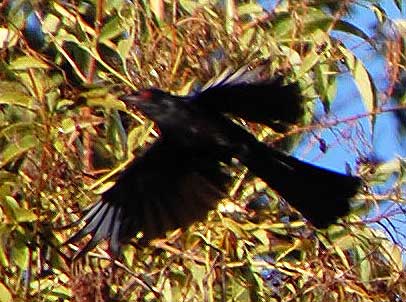 Bronzed Cowbird, Molothrus aeneus, photo © by Michael Plagens