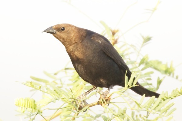 Brown-headed Cowbird, Molothrus ater, photo © by Robert Shantz