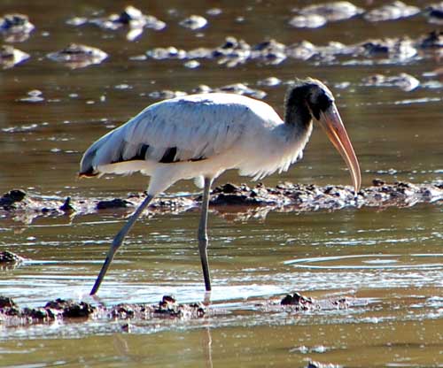 Wood Stork, Mycteria americana, photo © by Michael Plagens