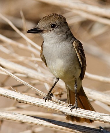 Brown Crested Flycatcher, Myiarchus tyrannulus, photo © by Robert Shantz