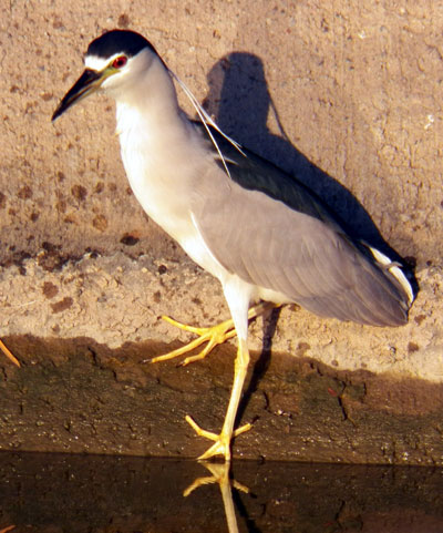 Black-crowned Night-Heron, Nycticorax nycticorax, photo © by Michael Plagens