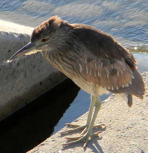 Juvenile Black-crowned Night-Heron, Nycticorax nycticorax, photo © by Michael Plagens