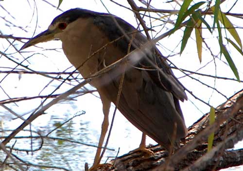 Black-crowned Night-Heron, Nycticorax nycticorax, photo © by Michael Plagens