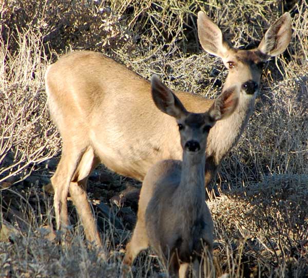 Desert Mule Deer, Odocoileus hemionus, photo © by Michael Plagens
