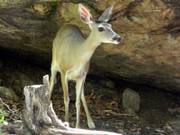 White-tail Deer, Odocoileus virginianus, © by Michael Plagens