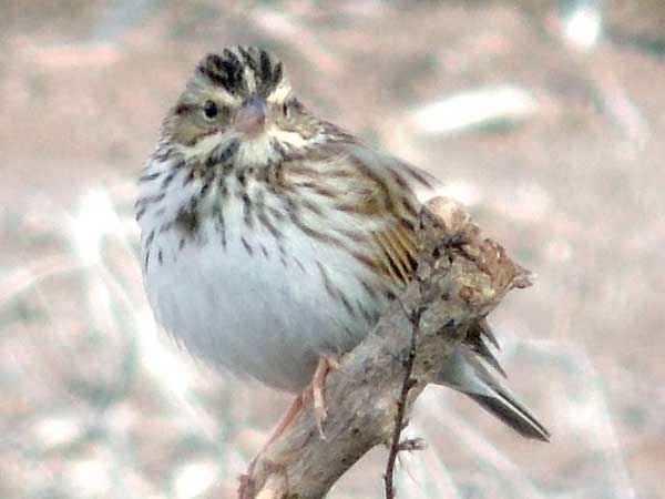 Savannah Sparrow, Passerculus sandwichensis, photo © by Michael Plagens