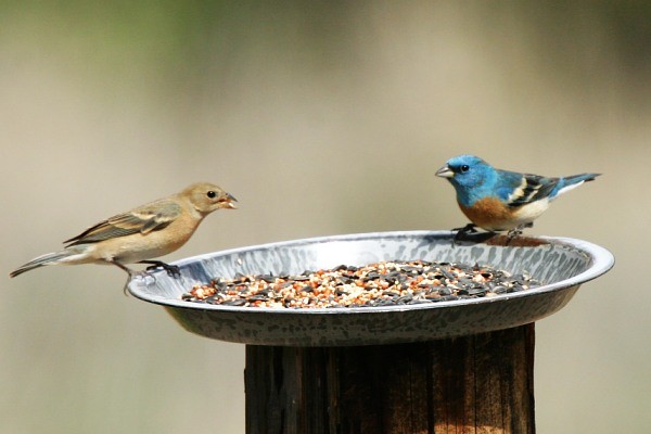 Lazuli Bunting, Passerina amoena, photo © by Robert Shantz