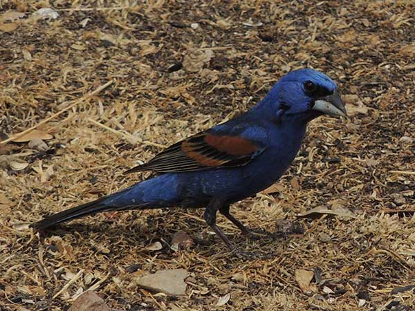 Blue Grosbeak, Passerina caerulea, photo © by Michael Plagens