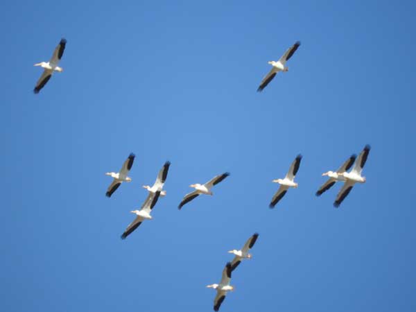 American White Pelican, Pelecanus erythrorhynchos, photo © by Michael Plagens