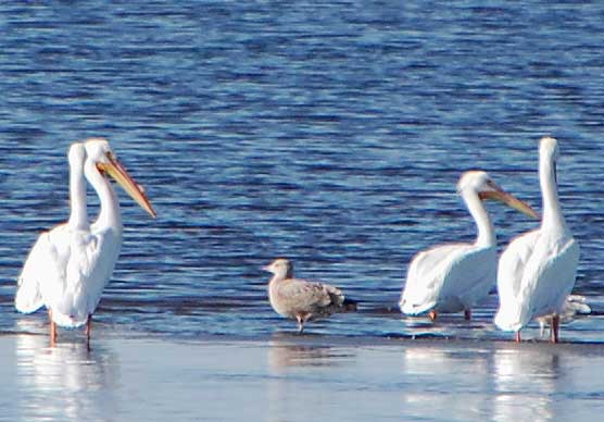 American White Pelican, Pelecanus erythrorhynchos, photo © by Michael Plagens