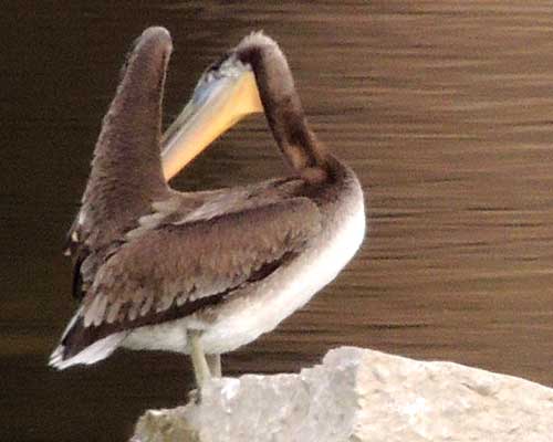 Brown Pelican, Pelecanus occidentalis, photo © by Michael Plagens