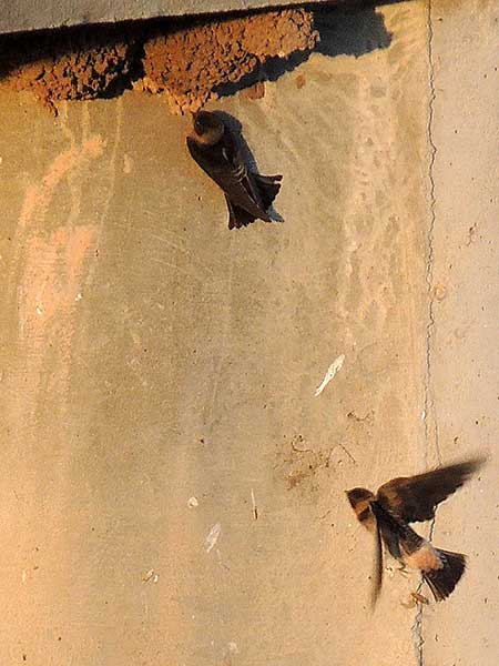 Petrochelidon pyrrhonota, Cliff Swallow, photo © by Michael Plagens