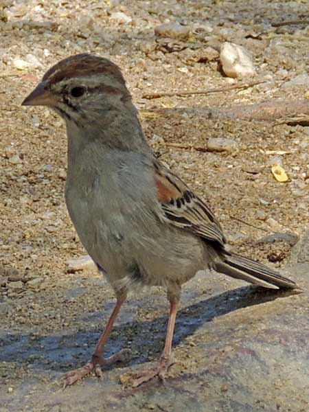 Rufous-winged Sparrow, Peucaea carpalis, photo © by Michael Plagens