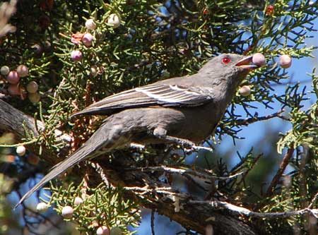 female Phainopepla taking juniper berries © by Michael Plagens