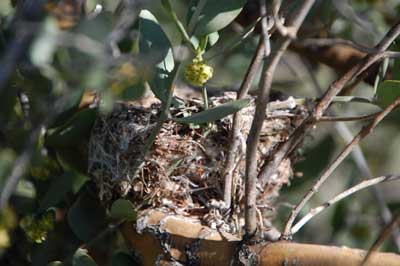 nest of Phainopepla photo © by Michael Plagens