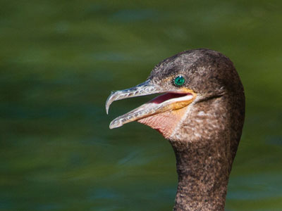 Close-up of Neotropic Cormorant eye photo © by Allan Ostiling