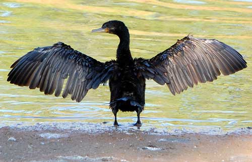 Neotropic Cormorant, Phalacrocorax brasilianus, photo © by Michael Plagens