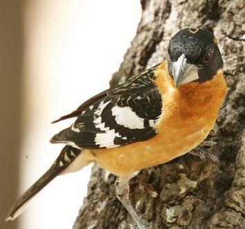 Black-headed Grosbeak, Pheucticus melanocephalus, photo © by Robert Shantz