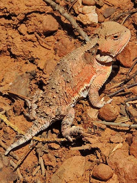 Greater Short-horned Lizard, Phrynosoma hernandesi, © by Michael Plagens. July 2010