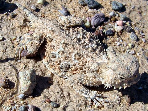 Photo of Phrynosoma platyrhinos by Jim Blaugh