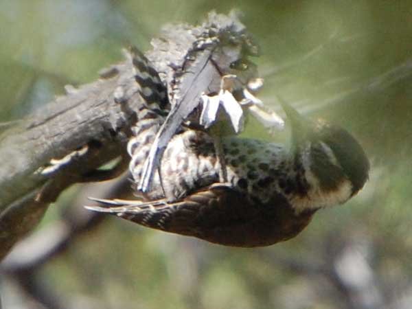 Arizona Woodpecker, Picoides arizonae, © by Michael Plagens, Sept. 2010
