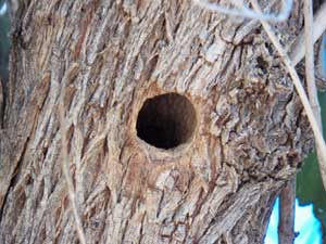 nest hole of Ladder-backed Woodpecker, Picoides scalaris, photo © by Michael Plagens