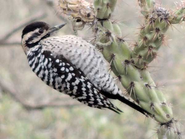 Ladder-backed Woodpecker, Picoides scalaris, photo © by Michael Plagens