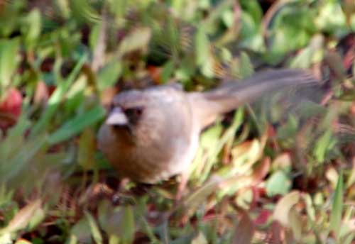 Abert's Towhee, Pipilo aberti, photo © by Michael Plagens taken at Gilbert Riparian Preserve taken on 14 Feb 2009