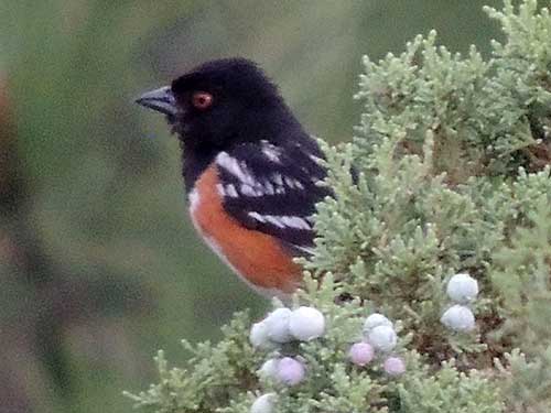 Spotted Towhee, Pipilo maculatus, photo © by Robert Shantz