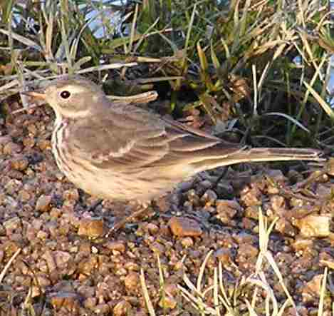 Anthus rubescens Photo © by Sandy Zetlan