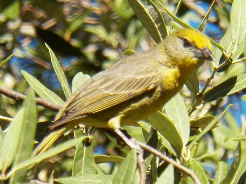 Hepatic Tanager, Piranga flava, photo © by Michael Plagens