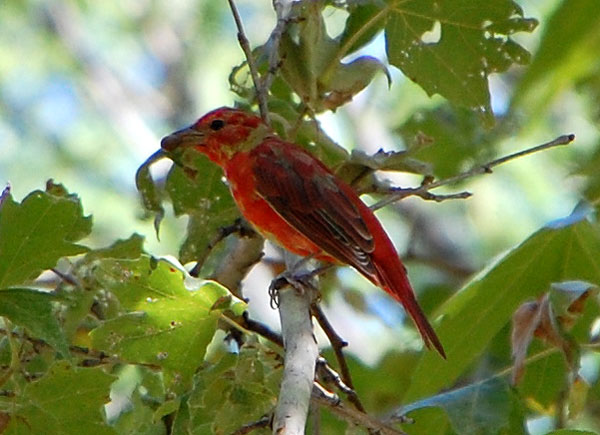 First year male Summer Tanager, Piranga rubra, photo © by Michael Plagens