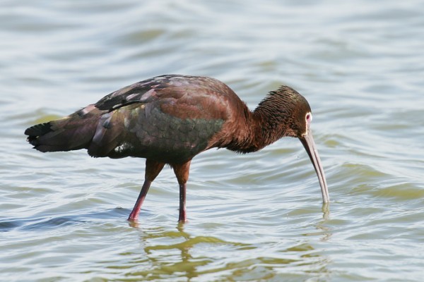 White-faced Ibis, Plegadis chihi, Photo © by Robert Shantz