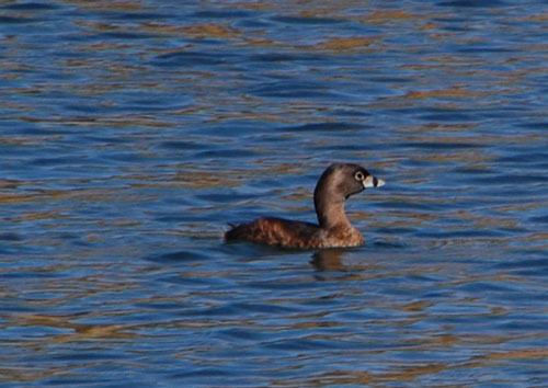 Podilymbus podiceps photo © by Michael Plagens