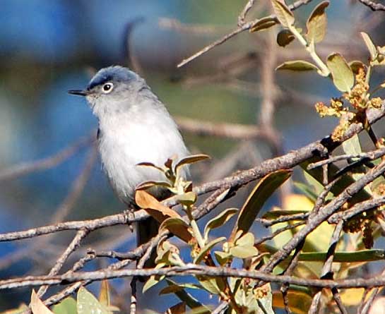 Blue-gray Gnatcatcher, Polioptila caerulea, photo © by Michael Plagens