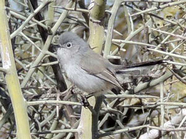 Black-tailed Gnatcatcher, Polioptila melanura image © by Mike Plagens