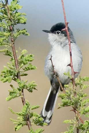 Black-tailed Gnatcatcher, Polioptila melanura image © by Robert Shantz