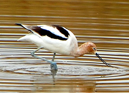 American Avocet, Recurvirostra americana, photo © by Michael Plagens