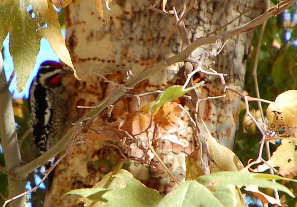 Sphyrapicus nuchalis + Platanus wrightii, © by Michael J. Plagens