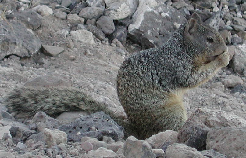Rock Squirrel photo © Mike Plagens