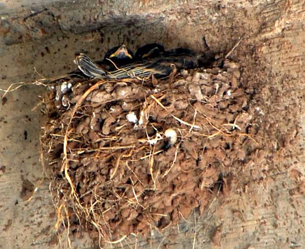 Black Phoebes in nest, Sayornis nigricans, photo © by Mike Plagens