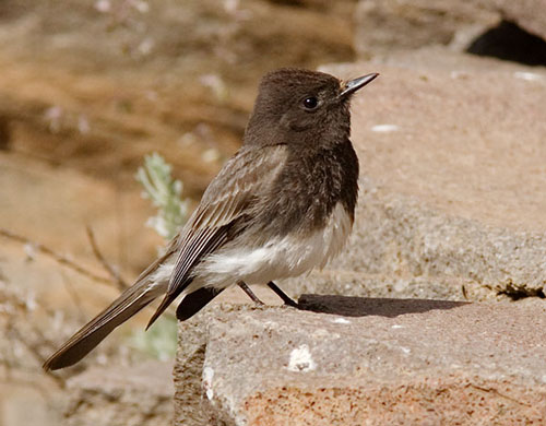 Black Phoebe, Sayornis nigricans, photo © by Robert Shantz