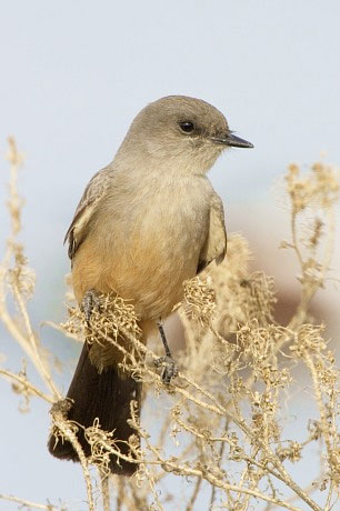 Say's Phoebe, Sayornis saya photo © by Robert Shantz