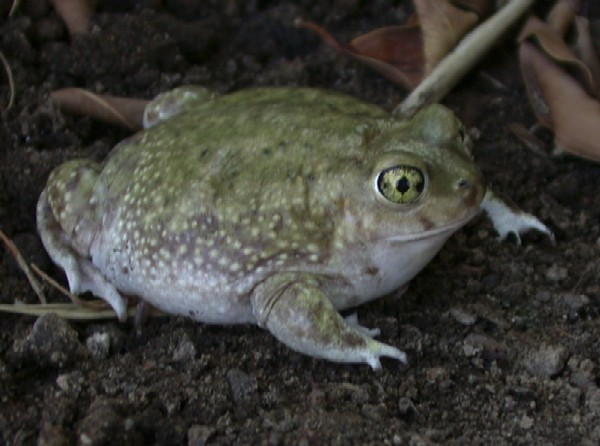 Photo of Scaphiopus couchii by Jack Newville