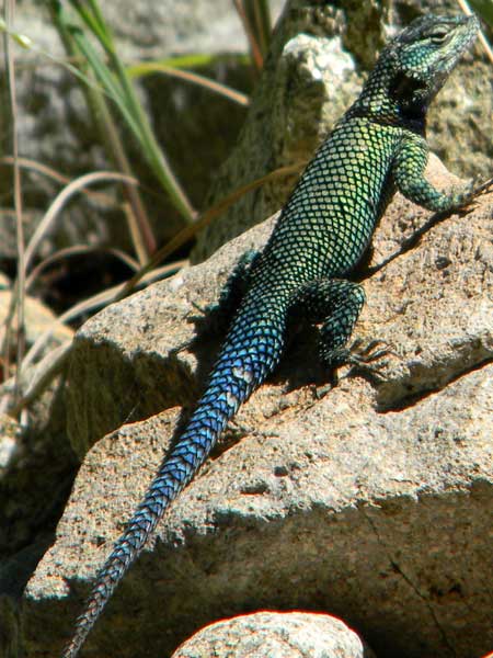 Yarrow's Spiny Lizard, Sceloporus yarrovii, © by Michael Plagens, Arizona. July 2010