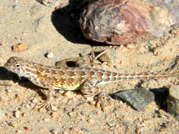 Slevin's Bunchgrass Lizard, Sceloporus slevini, © by Michael Plagens. July 2010