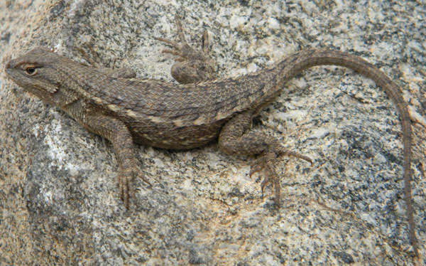 Photo © by Michael Plagens taken near the East Verde River n. of Payson, Gila Co., Arizona.  July 2010