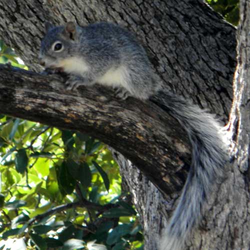 Arizona Gray Squirrel, Sciurus arizonensis, © by Michael Plagens, Sept. 2010