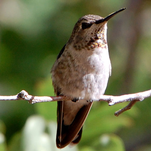 Broad-tailed Hummingbird, Selasphorus platycercus, photo © by Michael Plagens